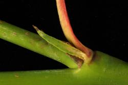 Salix acutifolia. Stipule.
 Image: D. Glenny © Landcare Research 2020 CC BY 4.0